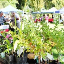 Myrtleford, Markets