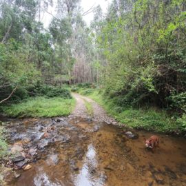 4WD river myrtleford 1_1