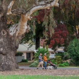 Myrtleford's Big Tree on the Historic walk