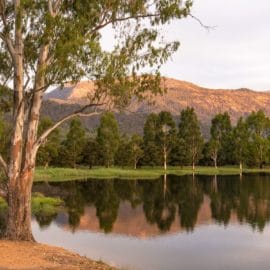 Lake Buffalo myrtleford spring 1_1