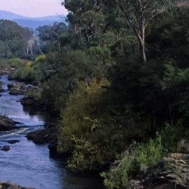 River buffalo myrtleford 16_9