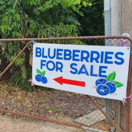 farmgate blueberries myrtleford 1_1
