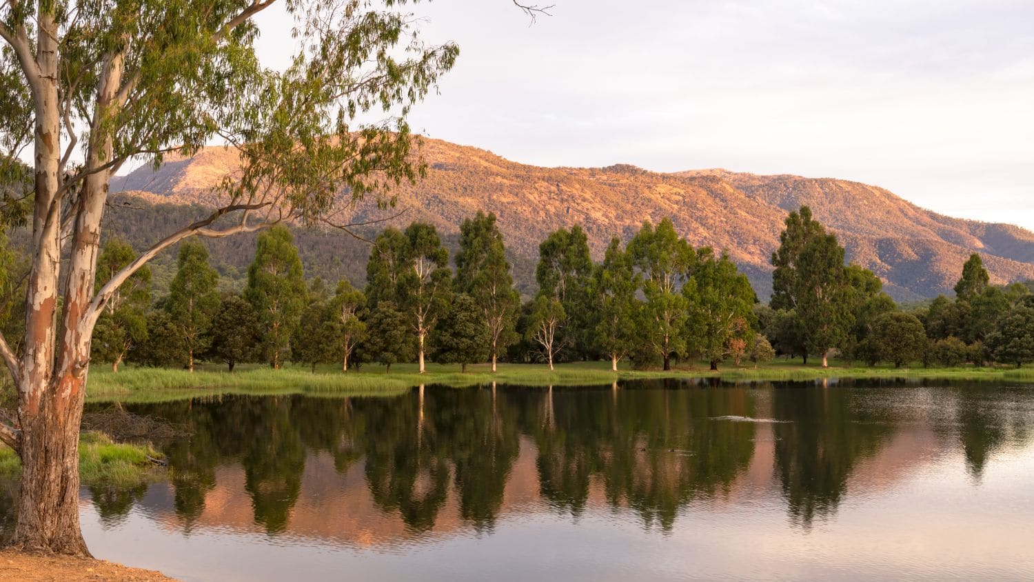 lake buffalo myrtleford spring 16_9 lake buffalo myrtleford spring 16_9