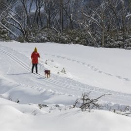 snow x country ski falls creek winter 16_9