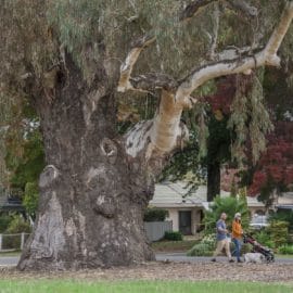 walk big tree myrtleford autumn 1_1